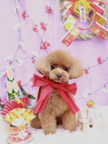 20230115ブラちゃん